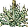 Agave