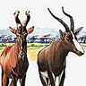 Antilopes