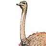 Autruche
