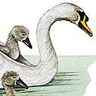 Cygne