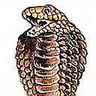 Cobra