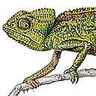 Caméléon Caméléon
