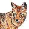 Coyote