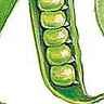 Gousses de pois Gousses de pois