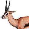 Gazelle