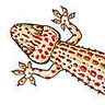 Gecko
