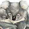 Koalas Koalas