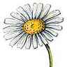 Marguerite