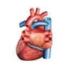 Artères et veines coronaires