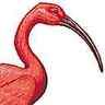 Ibis