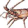 Langouste