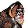 Mandrill