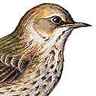 Pipit