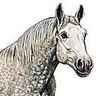 Percheron