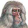 Macaque japonais