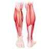 Muscles et tendons superficiels de la jambe