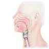 Larynx