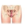 Appareil génital féminin