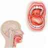 Localisation des organes de la bouche
