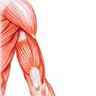 Muscles et tendons du bras