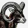 Mouflon