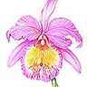 Orchidée