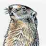 Marmotte