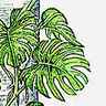 Philodendron