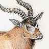 Addax