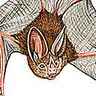 Chauve-souris, morphologie