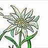 Edelweiss
