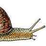 Anatomie d'un escargot