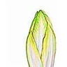 Endive