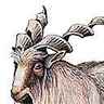 Chèvre Markhor