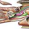 Anatomie d'un céphalopode