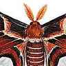 Attacus