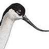 Avocette