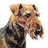 Airedale-terrier