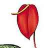 Anthurium
