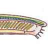 Anatomie de l'amphioxus Anatomie de l'amphioxus