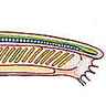 Anatomie de l'amphioxus