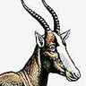 Antilope damalisque
