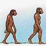 Évolution des hominidés