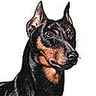 Pinscher