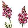 Sainfoin