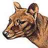 Thylacine Thylacine
