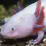 Axolotl