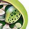 Chloroplaste