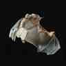 Chauve-souris en vol