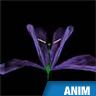 Fleur monocotylédone, iris, structure